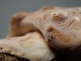 Dacryobolus karstenii image