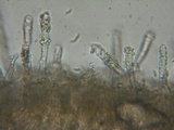 Dacryobolus karstenii image