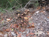 Psathyrella atrospora image