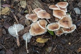 Gymnopus menehune image