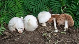 Volvariella pusilla image