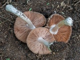Volvariella pusilla image