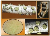 Diatrype virescens image