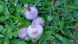 Lepista sordida image