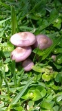 Lepista sordida image