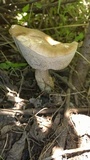 Leccinum duriusculum image