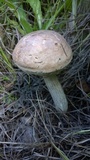 Leccinum duriusculum image