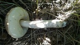 Leccinum duriusculum image