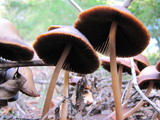 Psathyrella atrospora image