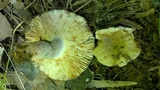 Russula sororia image