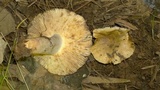 Russula sororia image