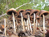 Psathyrella atrospora image