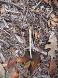 Psathyrella atrospora image