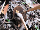 Psathyrella atrospora image