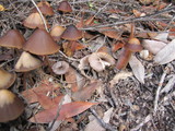 Bolbitius reticulatus image
