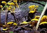 Tricholomopsis aurea image