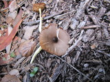 Bolbitius reticulatus image