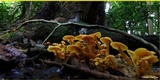 Tricholomopsis aurea image