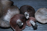 Agaricus cupreobrunneus image