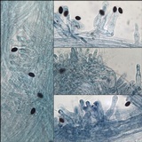 Coprinopsis marcescibilis image