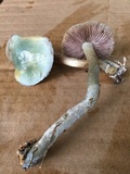 Stropharia caerulea image