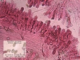 Inocybe bongardii image