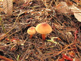 Tricholoma aurantio-olivaceum image
