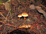 Tricholoma aurantio-olivaceum image