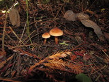 Tricholoma aurantio-olivaceum image