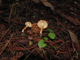 Tricholoma aurantio-olivaceum image