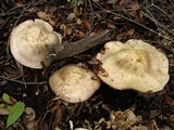 Entoloma sinuatum image