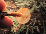 Tricholoma aurantio-olivaceum image