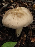 Entoloma sinuatum image