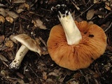 Entoloma sinuatum image