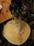 Entoloma sinuatum image