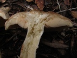 Entoloma sinuatum image