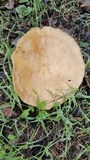 Clitocybe brunneocephala image
