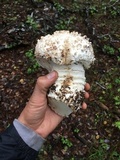 Amanita magniverrucata image