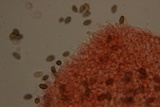 Psilocybe semilanceata image