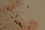 Psilocybe semilanceata image