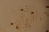 Psilocybe semilanceata image