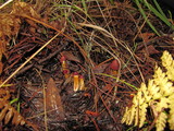 Cortinarius smithii image