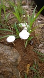 Termitomyces microcarpus image