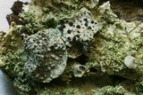 Image of Phacopsis oxyspora