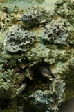 Phacopsis oxyspora image