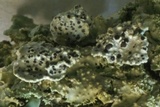 Phacopsis oxyspora image