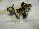 Hohenbuehelia petaloides image