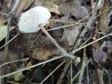 Gymnopus subnudus image