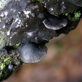 Resupinatus alboniger image