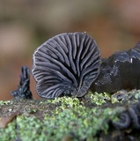 Resupinatus alboniger image